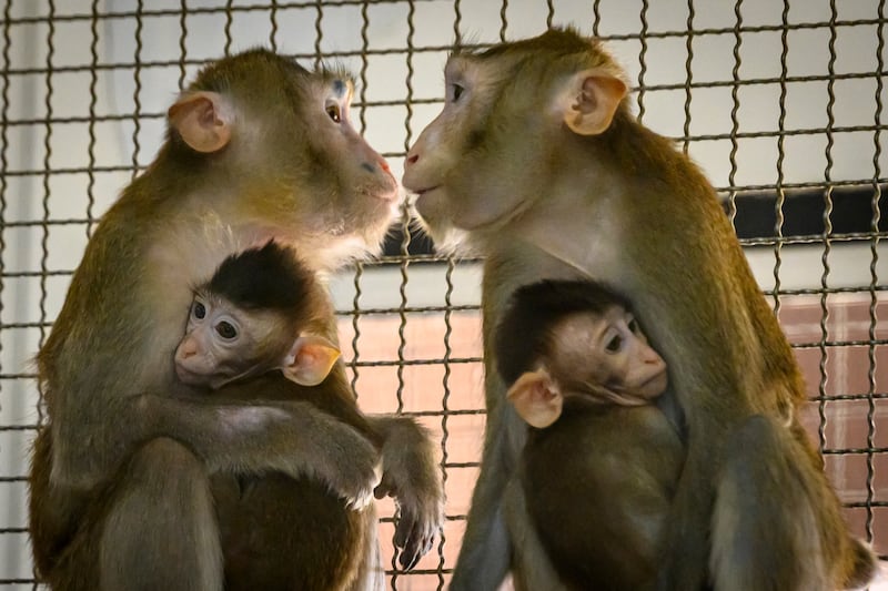 Lab monkeys might not survive Trump's widespread cuts to university budgets.