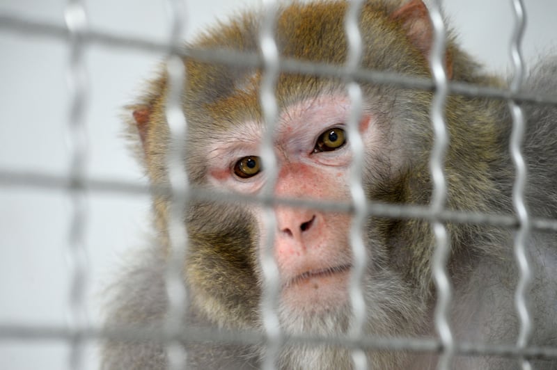 Rhesus macaque monkeys are typically used for tuberculosis research.